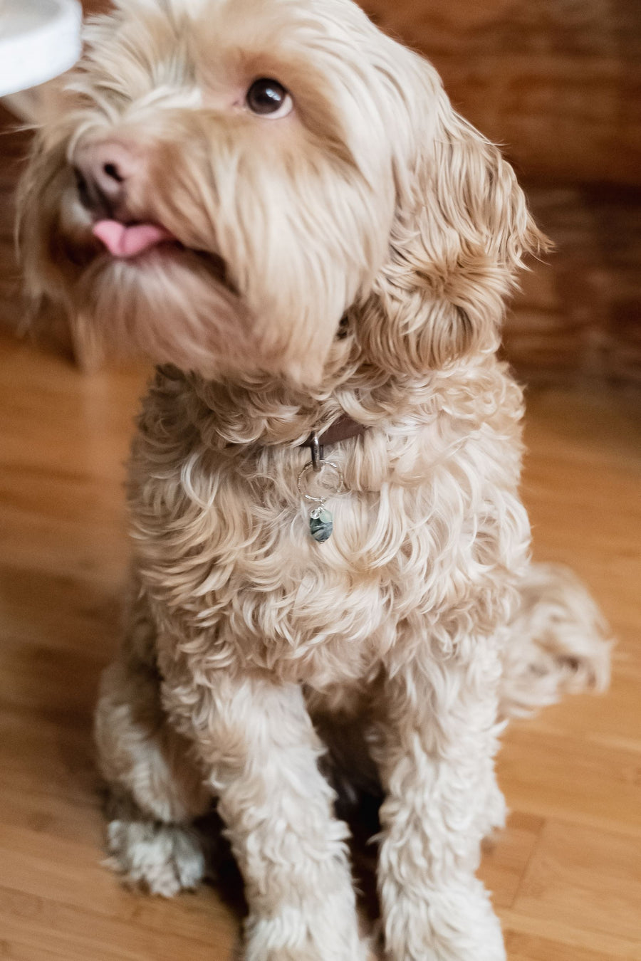 Pet Collar Charm - Kambaba Jasper, Aventurine, Quartz