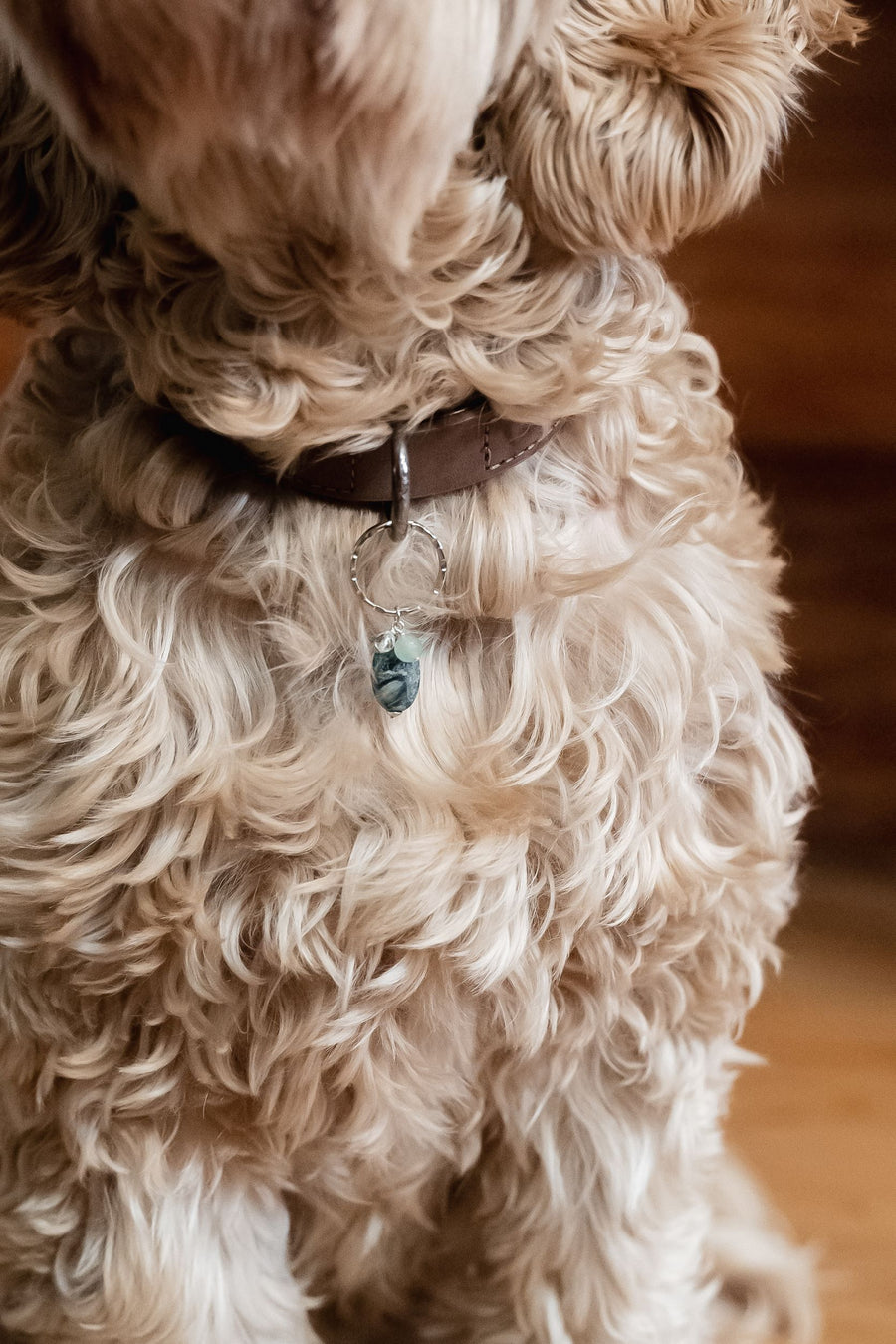 Pet Collar Charm - Kambaba Jasper, Aventurine, Quartz