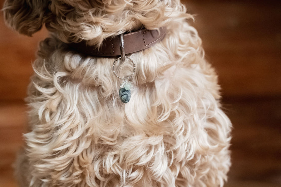 Pet Collar Charm - Kambaba Jasper, Aventurine, Quartz